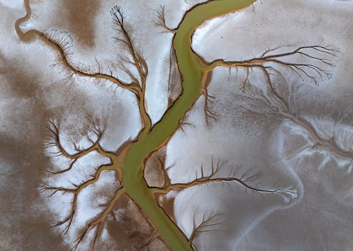 黃海海涂濕地現壯美“潮汐樹”