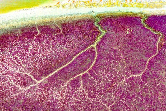 堿蓬草點染紅海灘 宛若大自然油彩畫