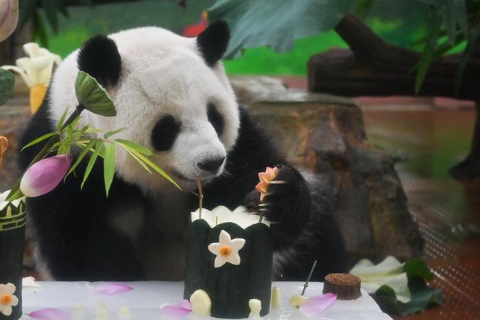 廣州動物園大熊貓享用“夏日限定”大餐