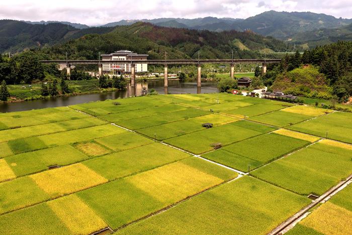 立秋將至 廣西侗鄉田園美
