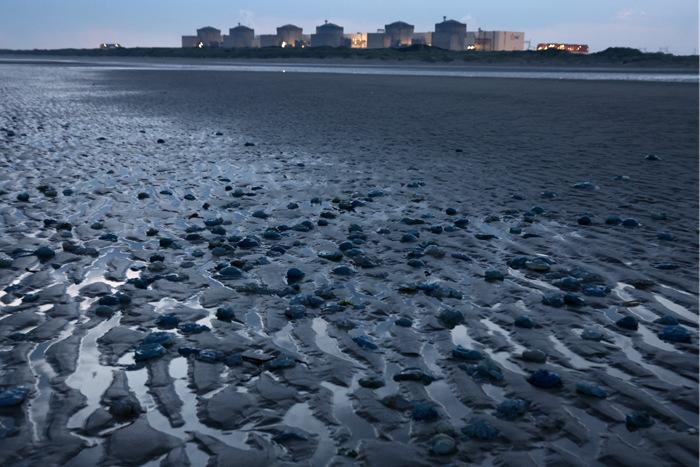 法國最大核電站因大量水母入侵導致停運
