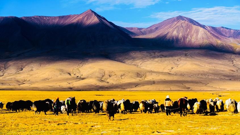 青海都蘭百萬頭牛羊轉場至秋季牧場