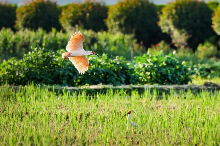 秦巴稻田內朱鹮愜意飛舞
