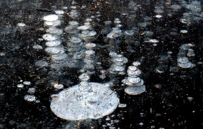 遼寧沈陽：東陵荷花湖出現“冰泡”奇觀