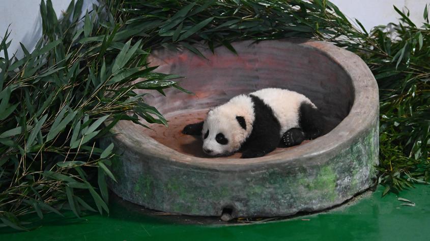 甘肅首只人工圈養繁育大熊貓幼崽迎百天