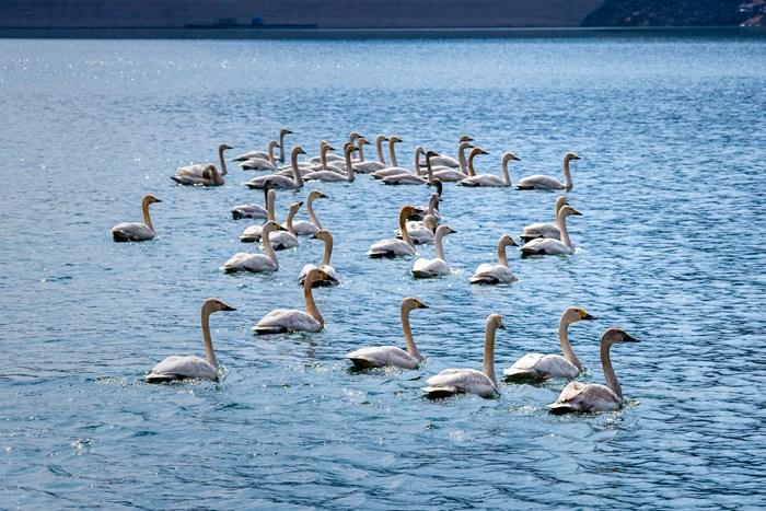 河北武安：春雪落太行 天鵝舞翩躚