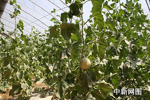 ������˹�����M�ǽ����˻@�ӡ����̣�׌������ϡ����Ĳˡ����D��ʮ���B���l����ȵľGɫ�ЙC�߲ˡ�