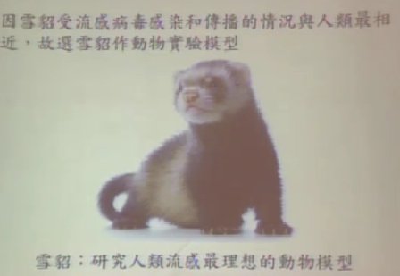 港大研究稱哺乳動物可經唾沫傳播H7N9病毒