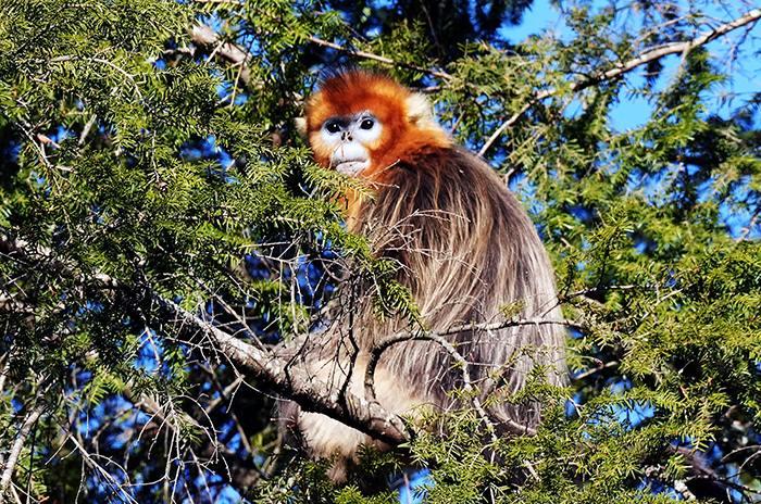 四川九寨溝野生川金絲猴萌態十足