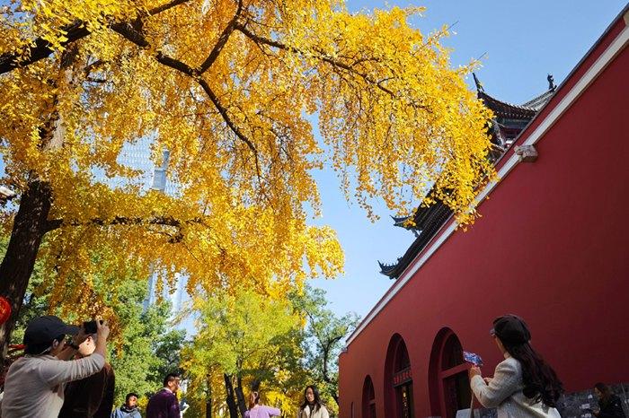 初冬時節 銀杏“扮靚”南京鼓樓